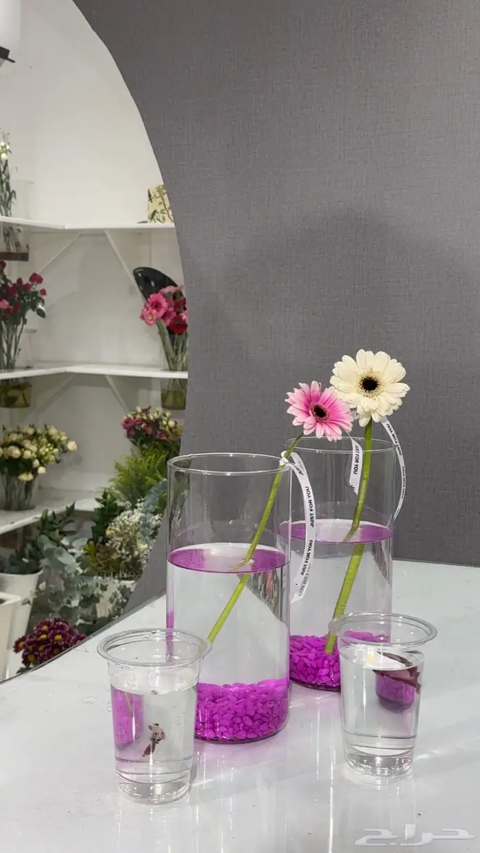 اسماك فايتر و سلاحف مع احواض 1