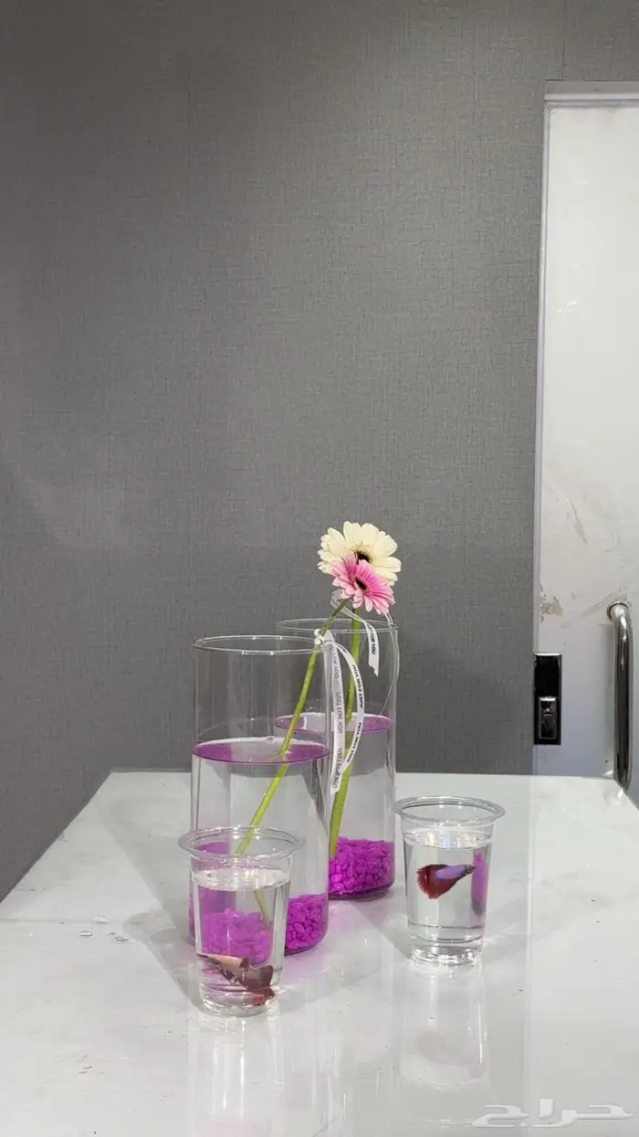 اسماك فايتر و سلاحف مع احواض 2