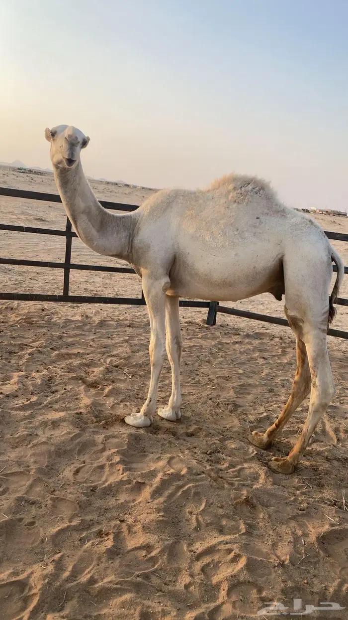 للبيع قعود مفرود عفر 0