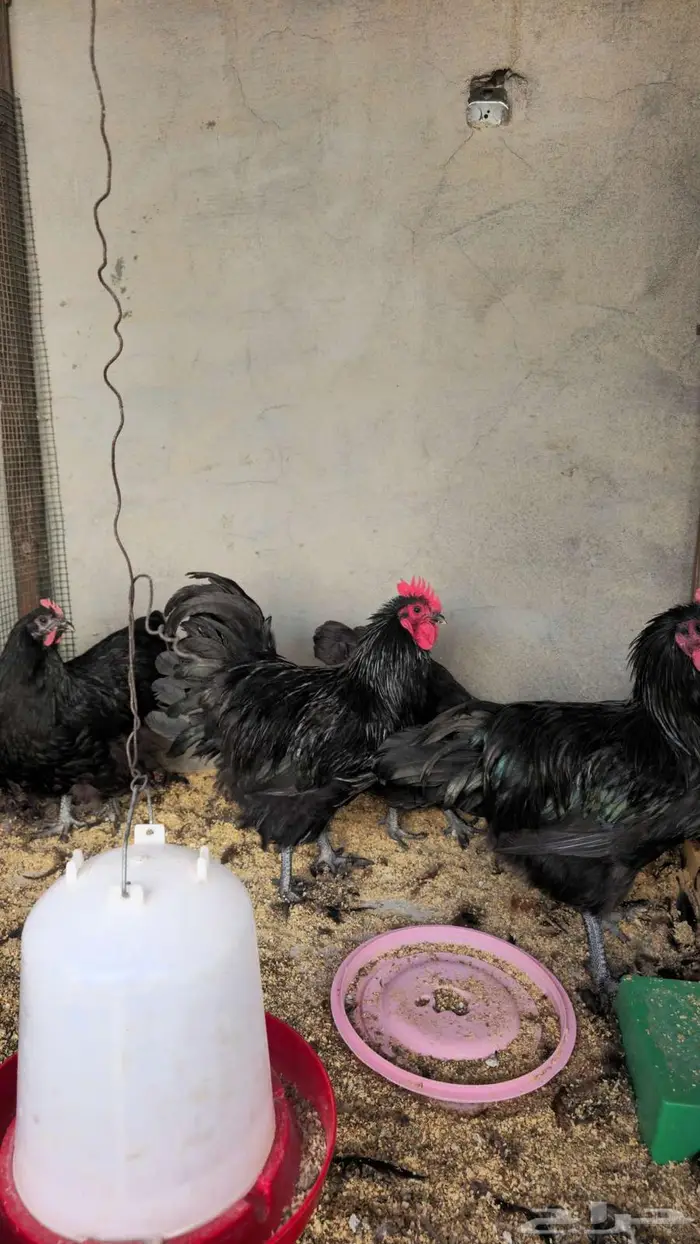 ديك استرلوب 1