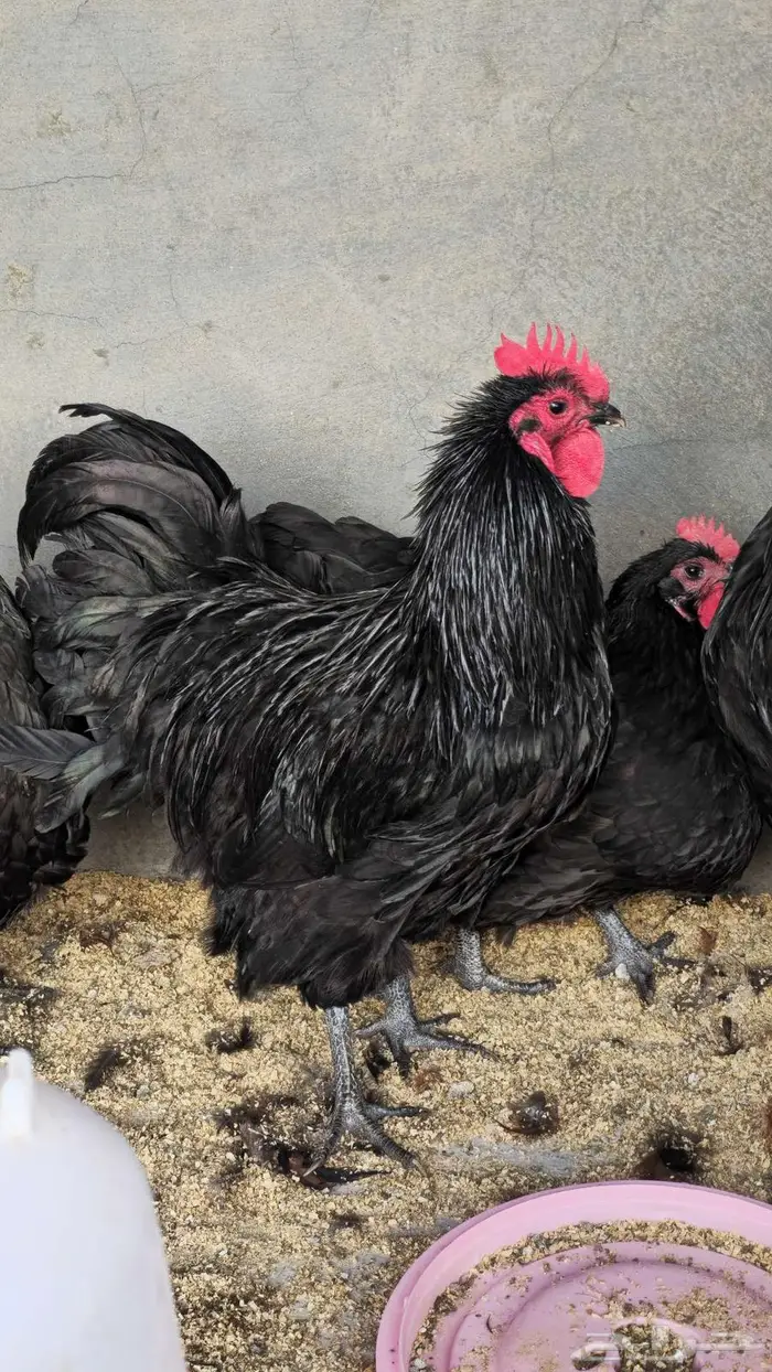 ديك استرلوب 0