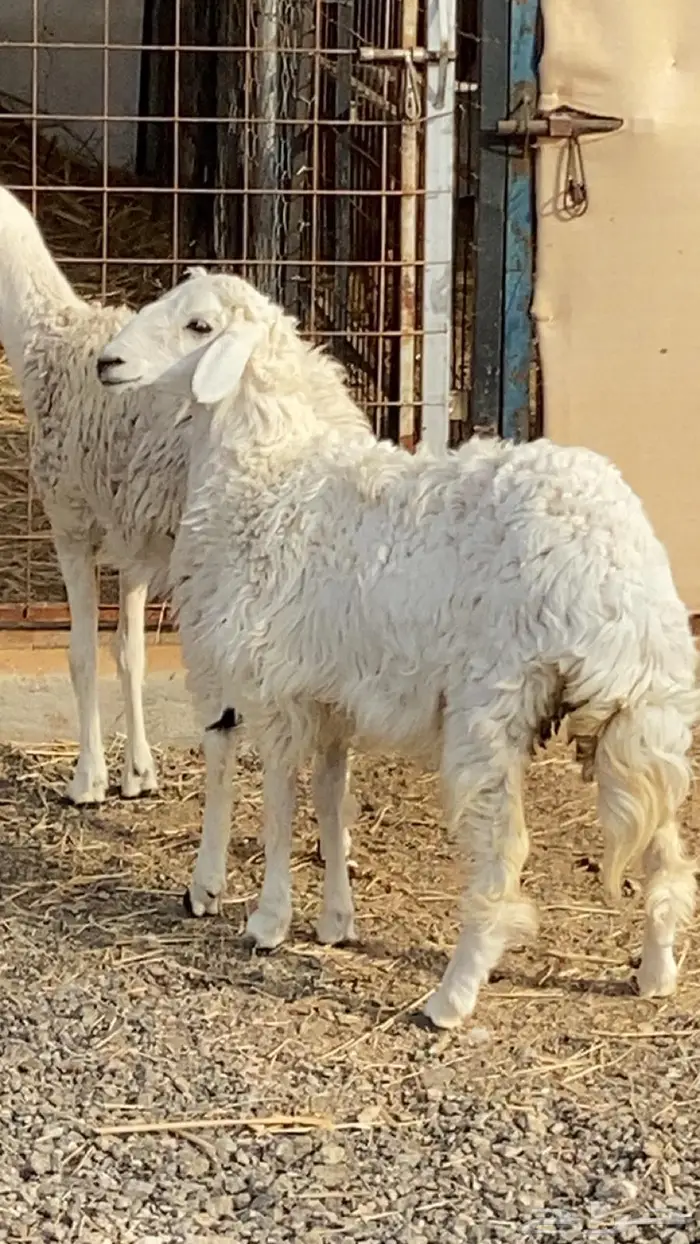 حريات جذعات 0