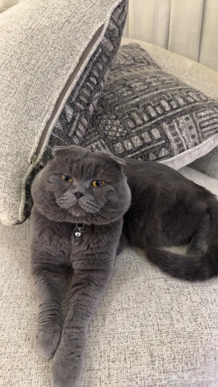 للبيع ذكر سكوتش فولد اسكوتلندي 1