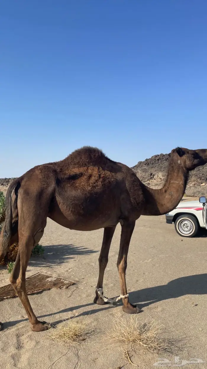 نياق لقحات قريب ولاد 2