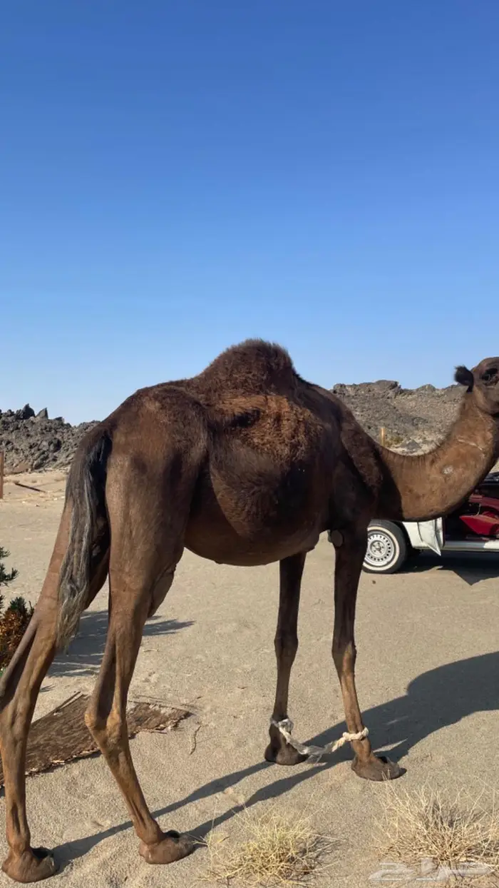 نياق لقحات قريب ولاد 4