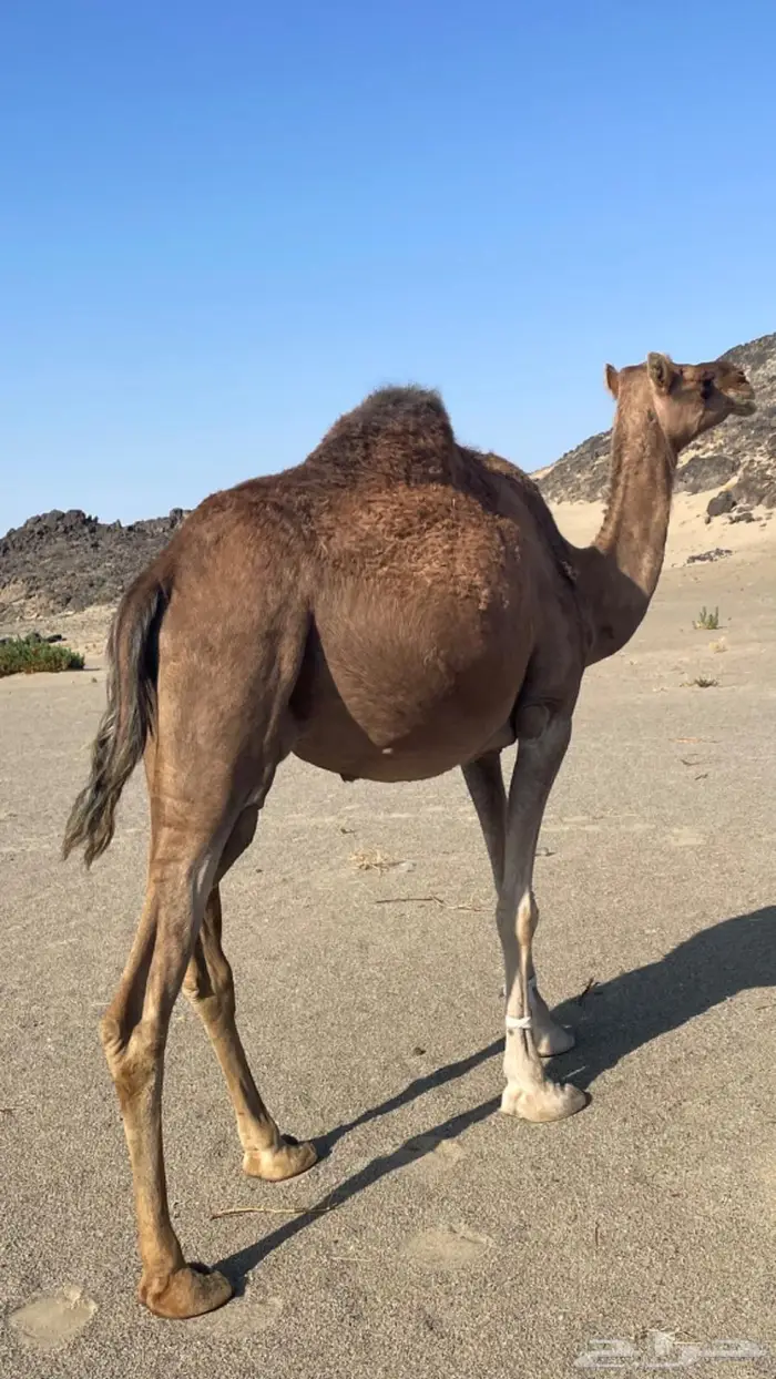 نياق لقحات قريب ولاد 1