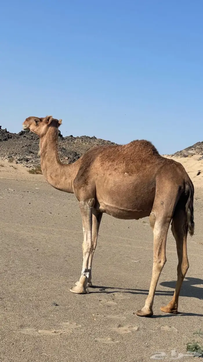 نياق لقحات قريب ولاد 3