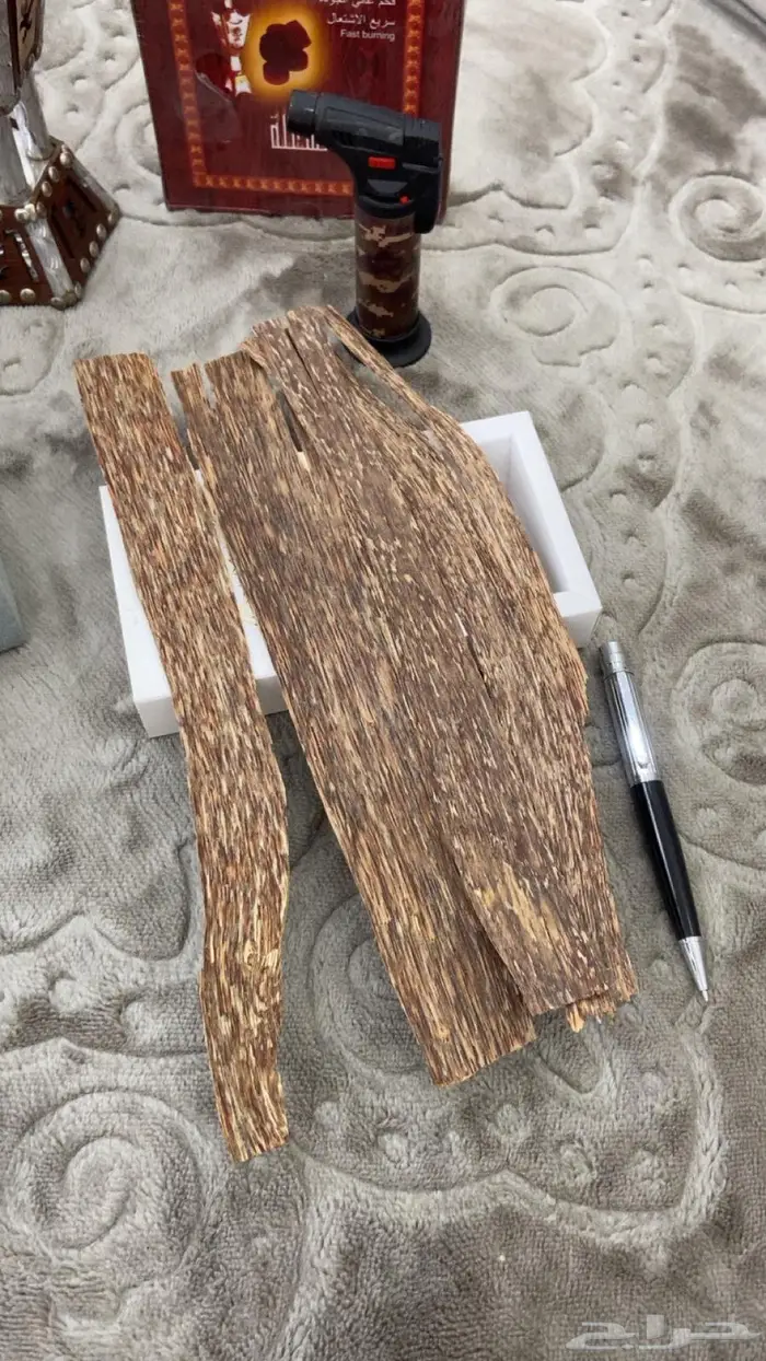 العود الازرق الملكي تبوك 11