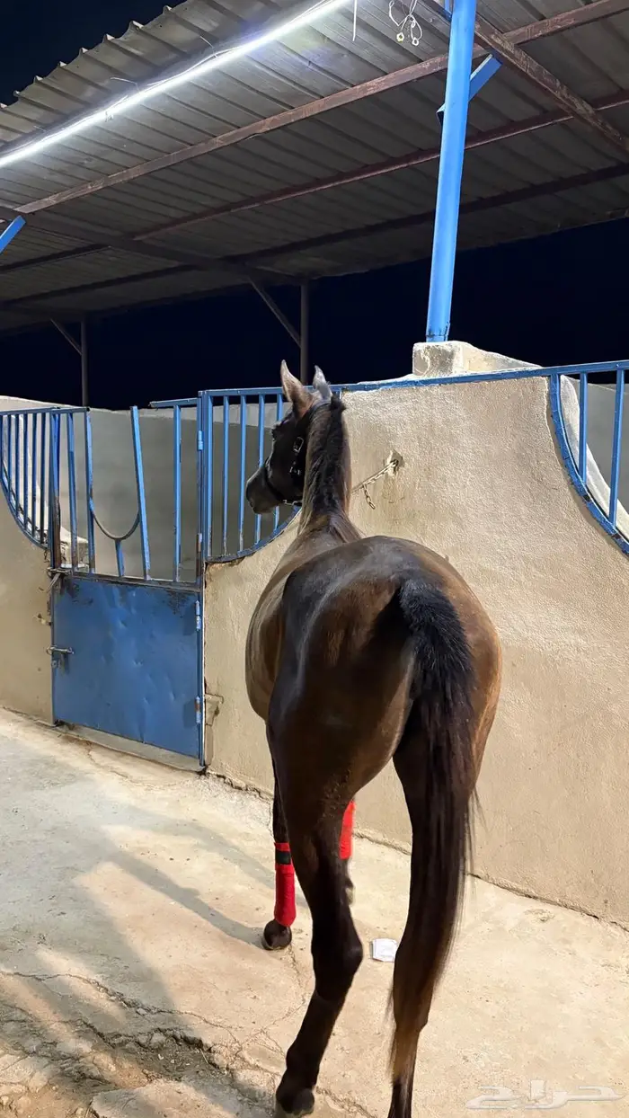 مهره مصريه 0