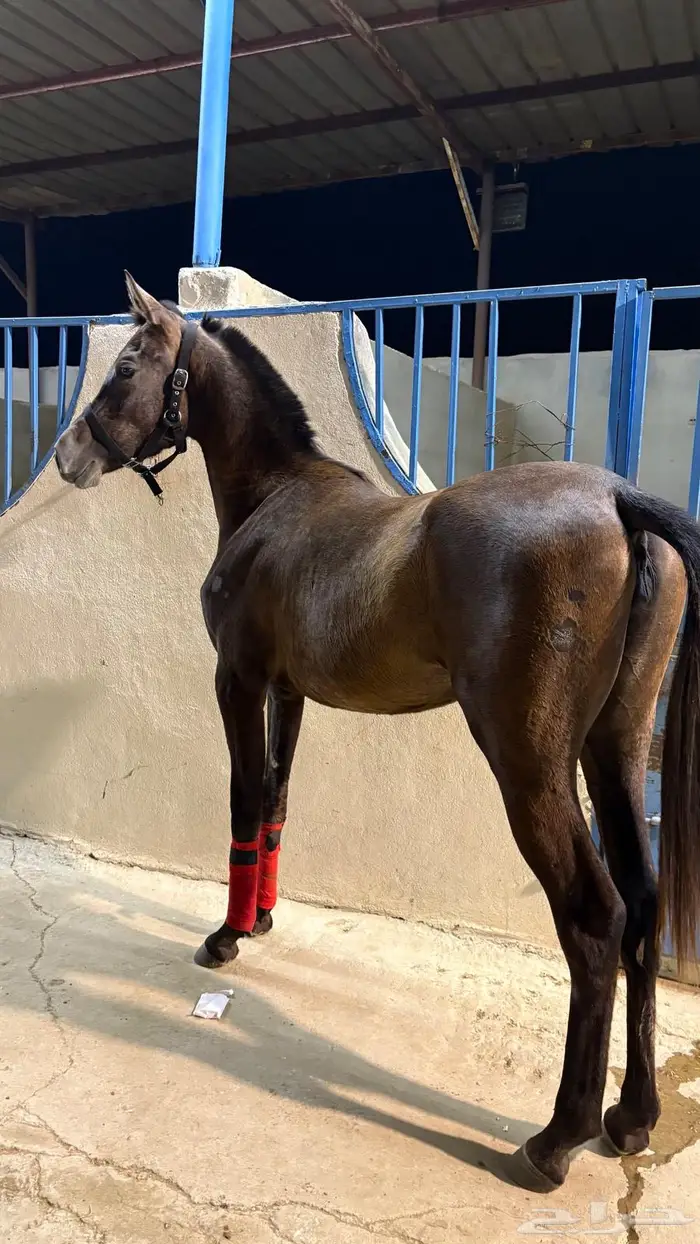 مهره مصريه 1