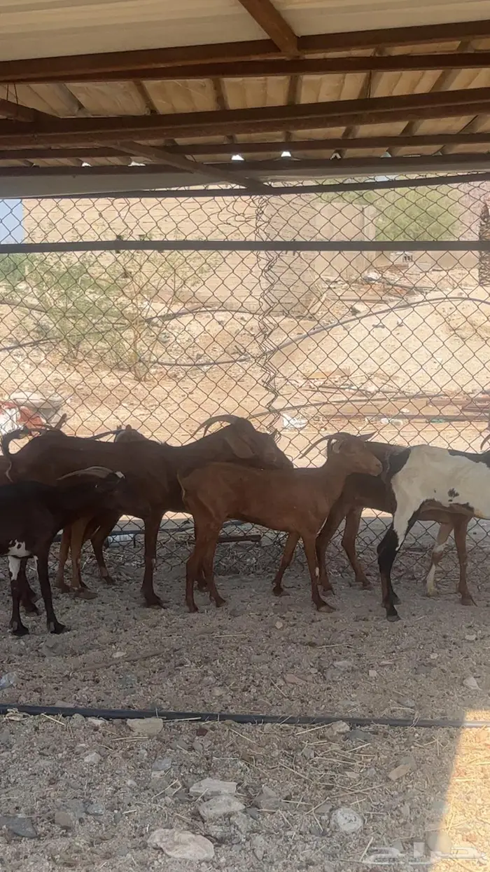 معزا دهم حمر للبيع عدد 15 من 290 0