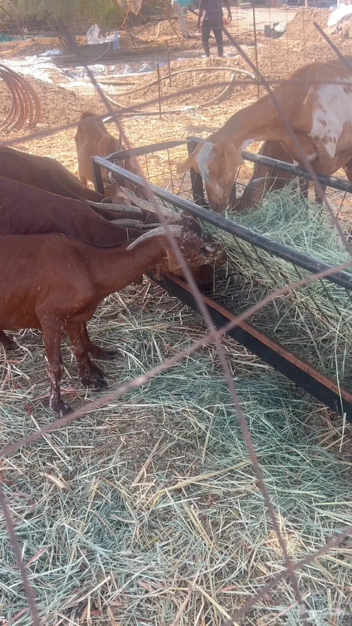 معزا دهم حمر للبيع عدد 15 من 290 1