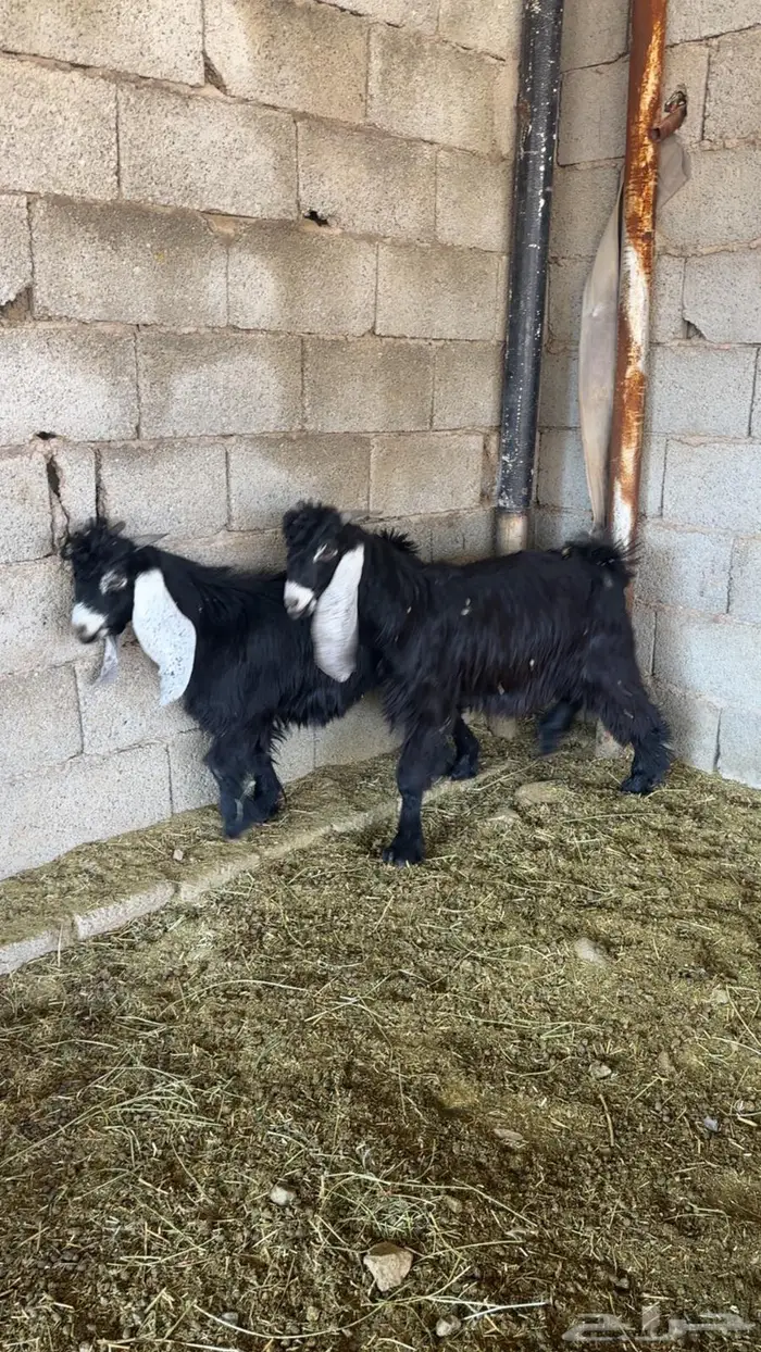 للبيع تيوس 1