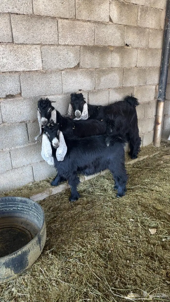 للبيع تيوس 2