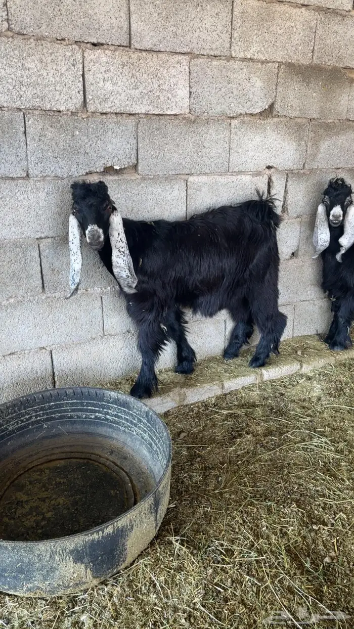 للبيع تيوس 0