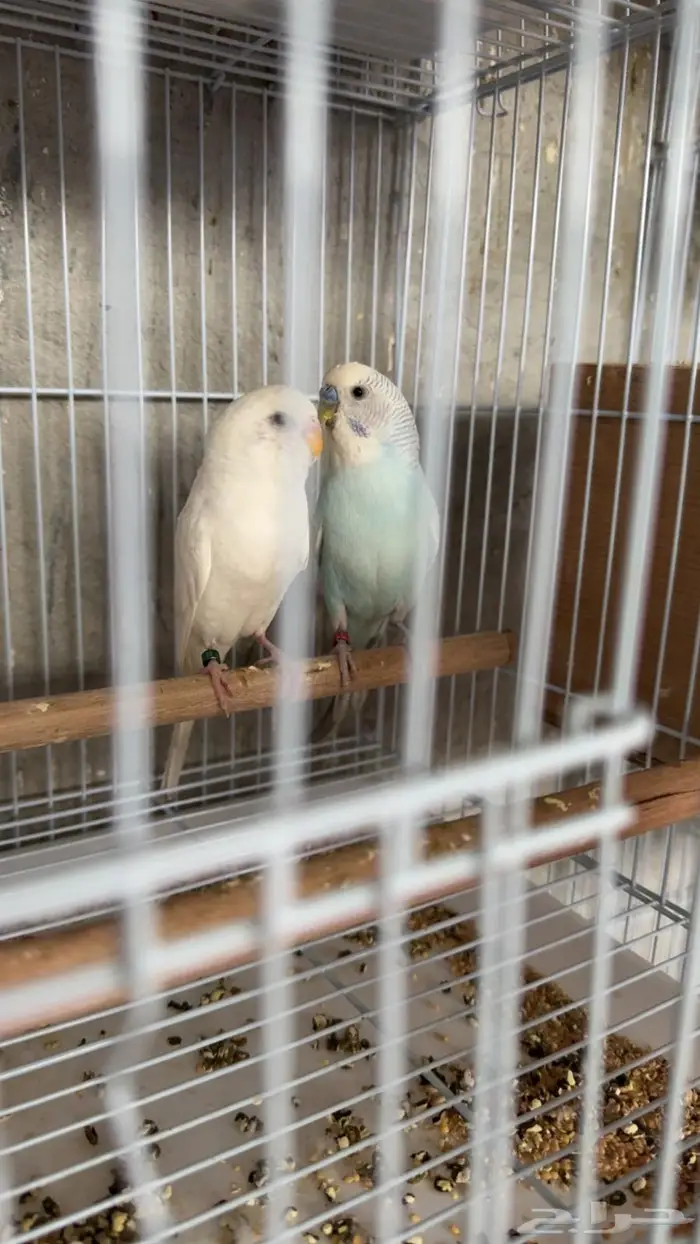 ازواج بادجي طيور حب 1