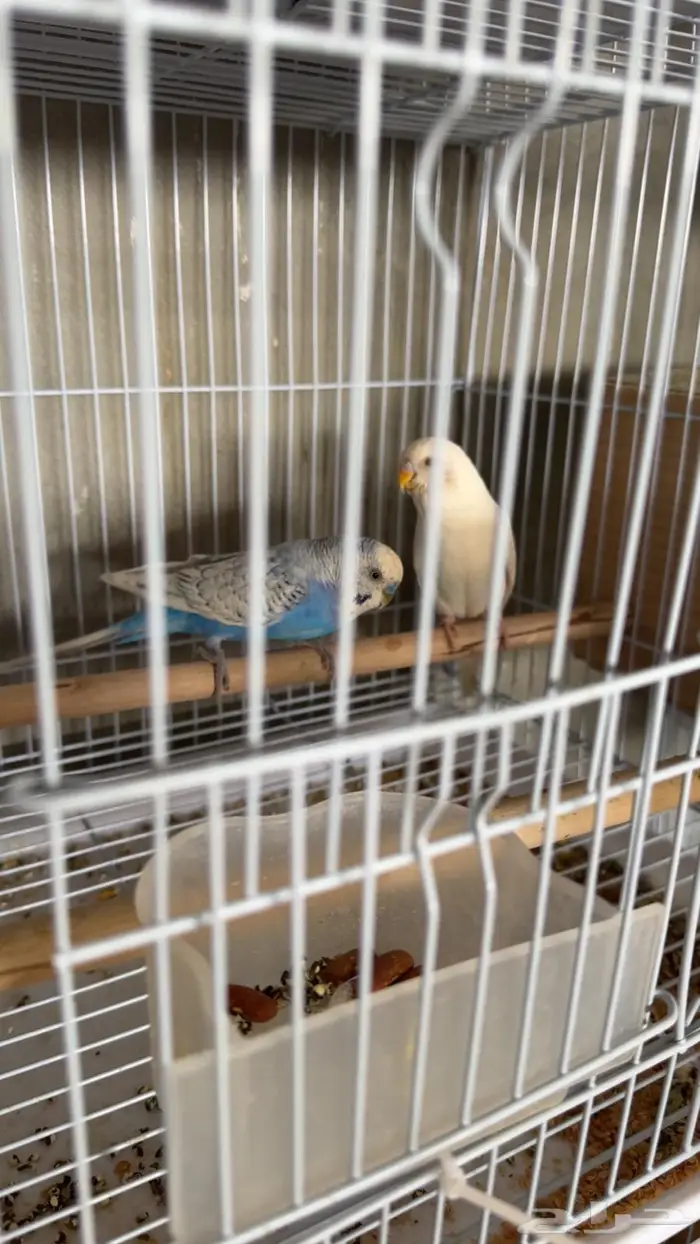 ازواج بادجي طيور حب 0