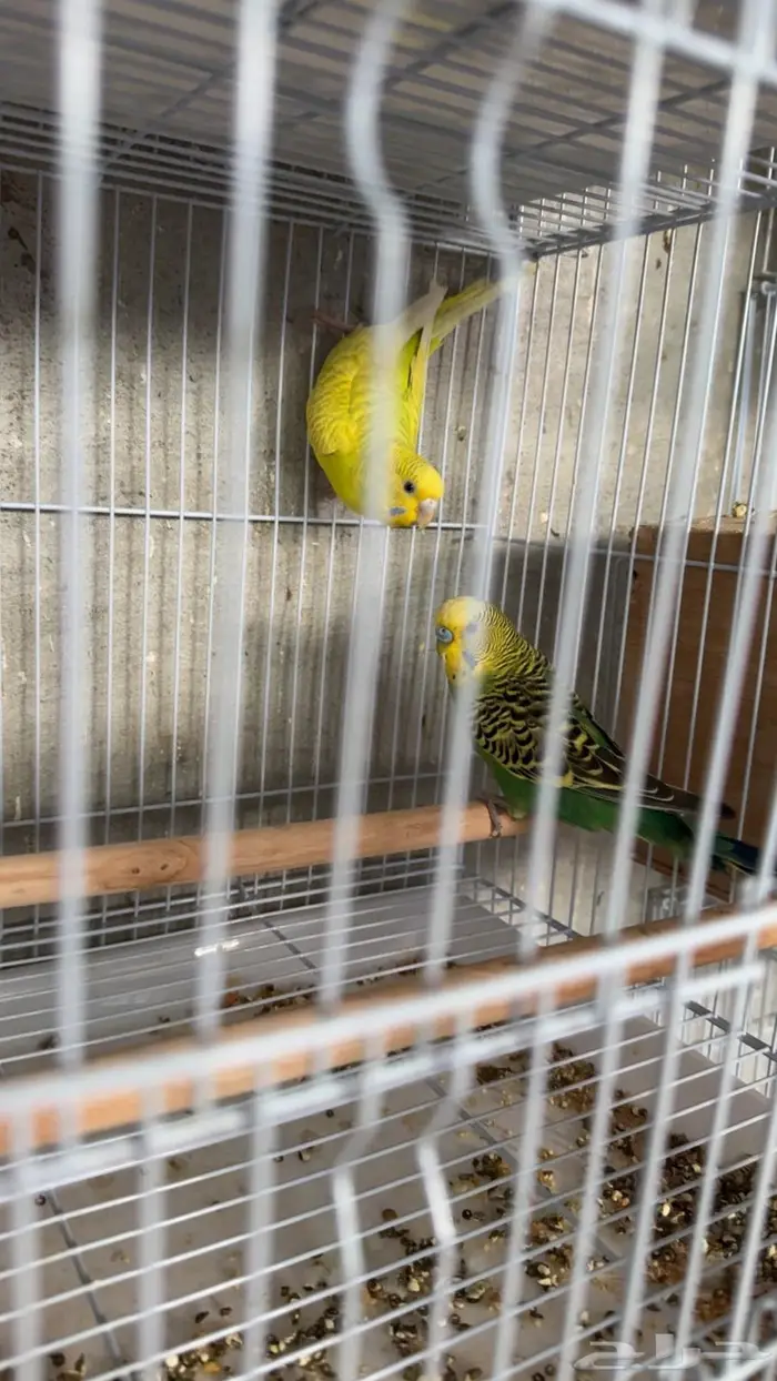 ازواج بادجي طيور حب 2