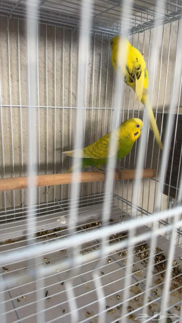 ازواج بادجي طيور حب 3