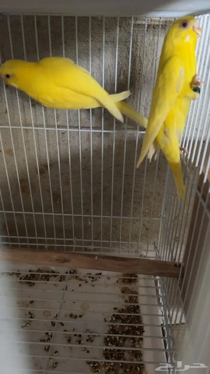 ازواج بادجي طيور حب 4