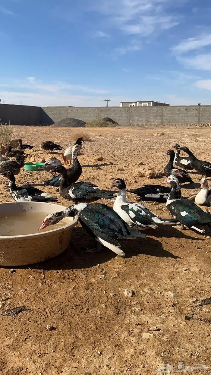 فروخ بط مصري 1