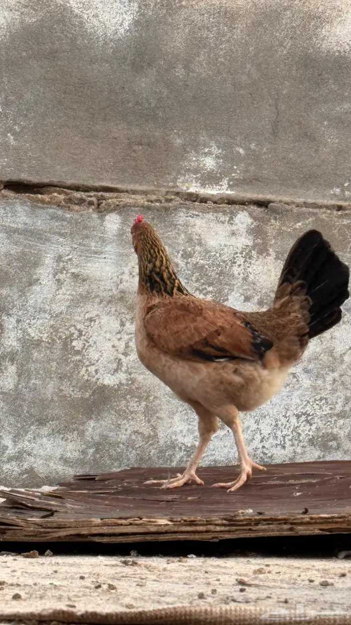 دجاج عربي و وحده بصيصانها للبيع 2