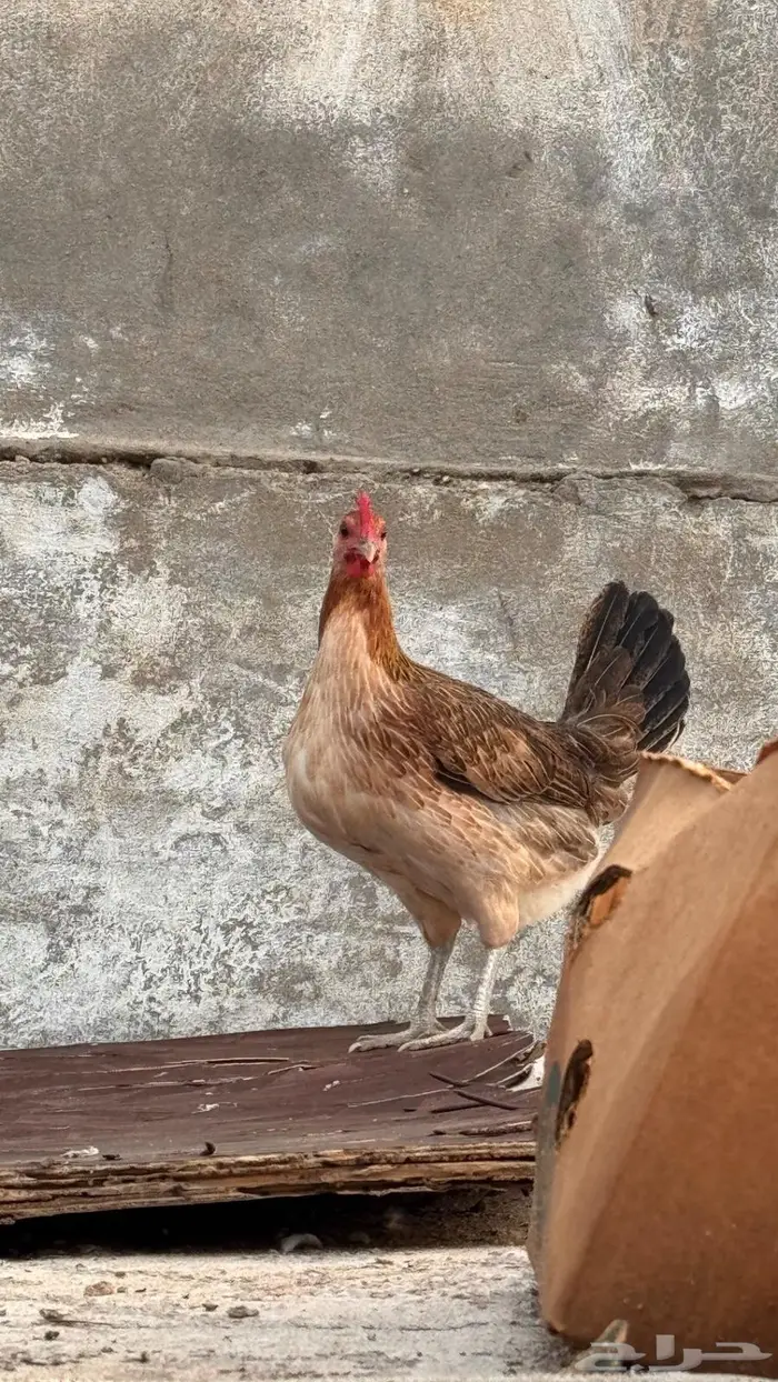 دجاج عربي و وحده بصيصانها للبيع 3