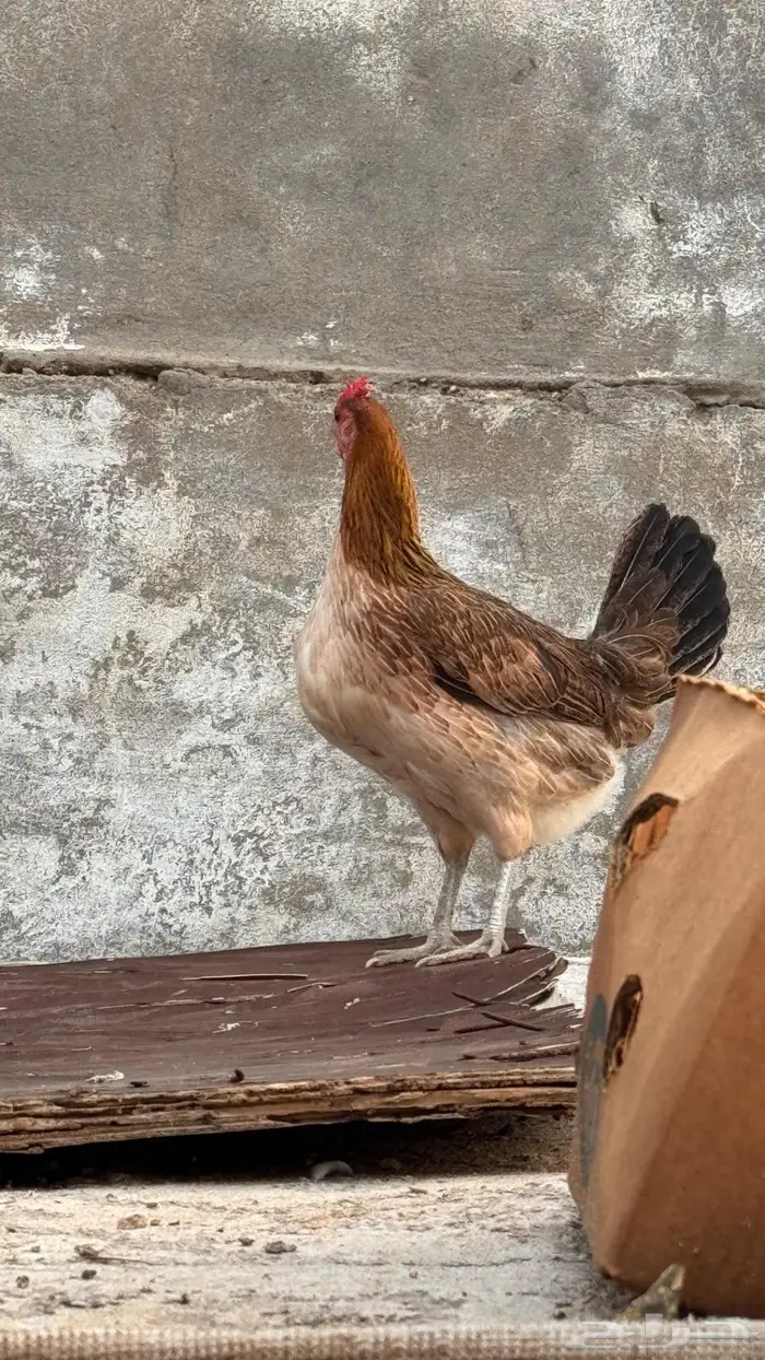 دجاج عربي و وحده بصيصانها للبيع 5