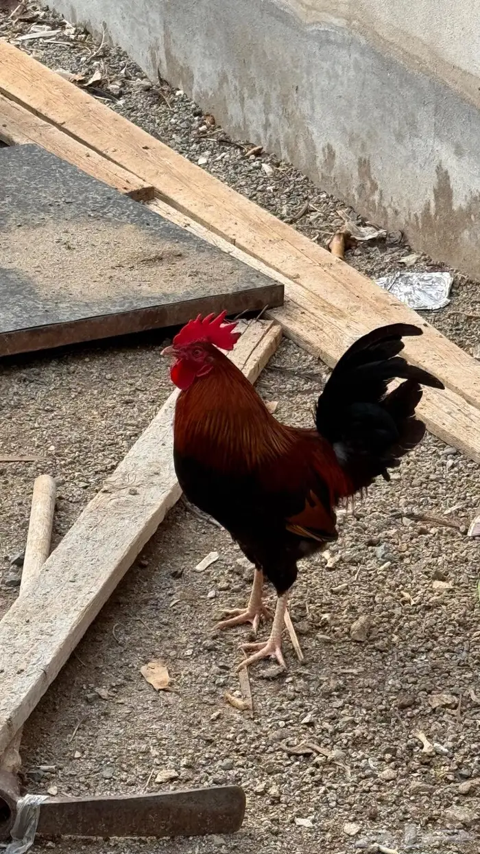 دجاج عربي و وحده بصيصانها للبيع 6