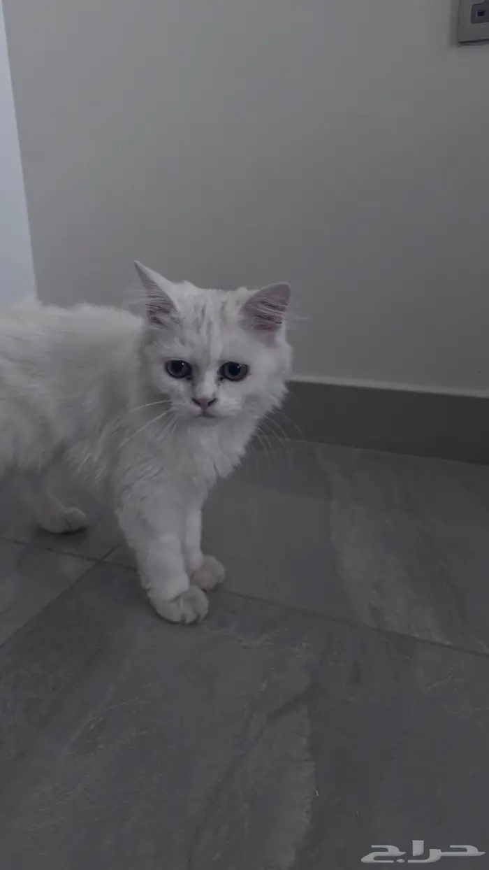 قطة للتبني 1