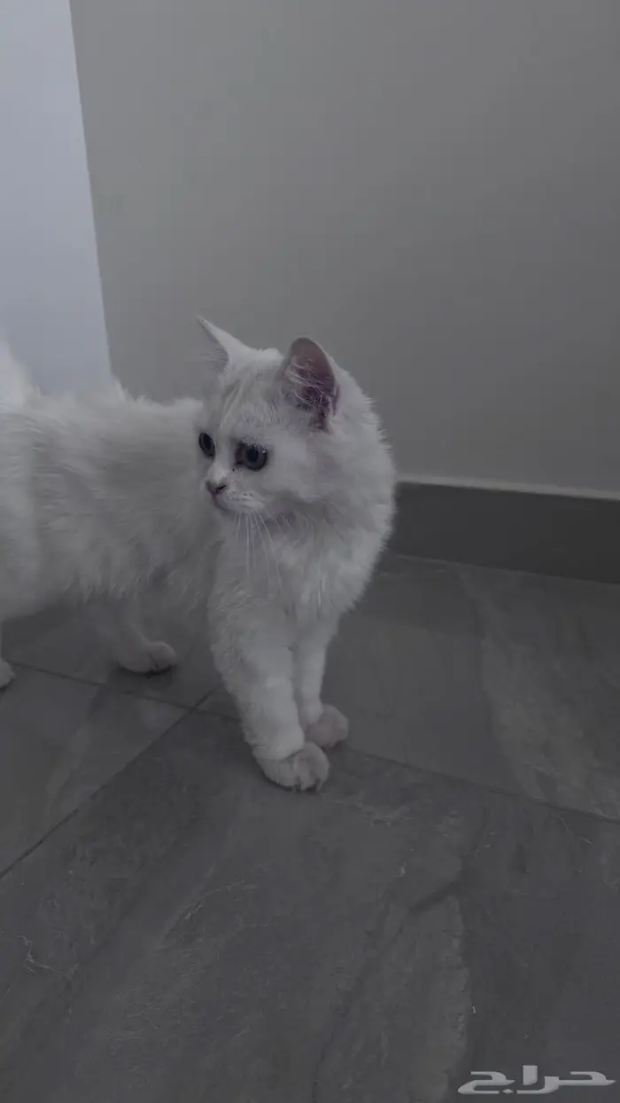 قطة للتبني 0