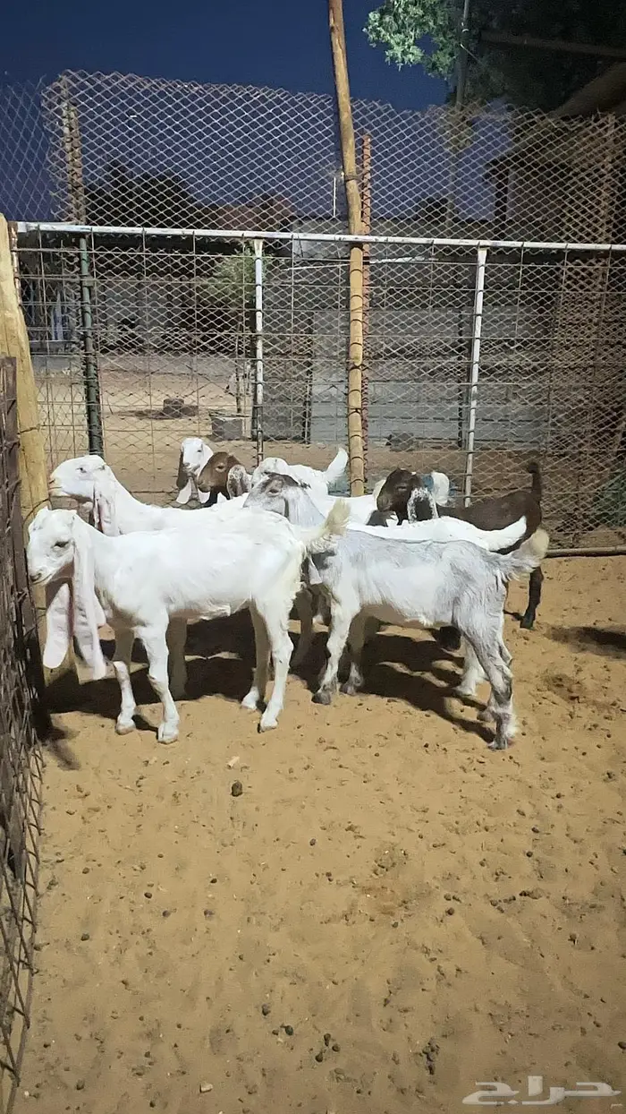 تيوس وجفار مندي للبيع 0