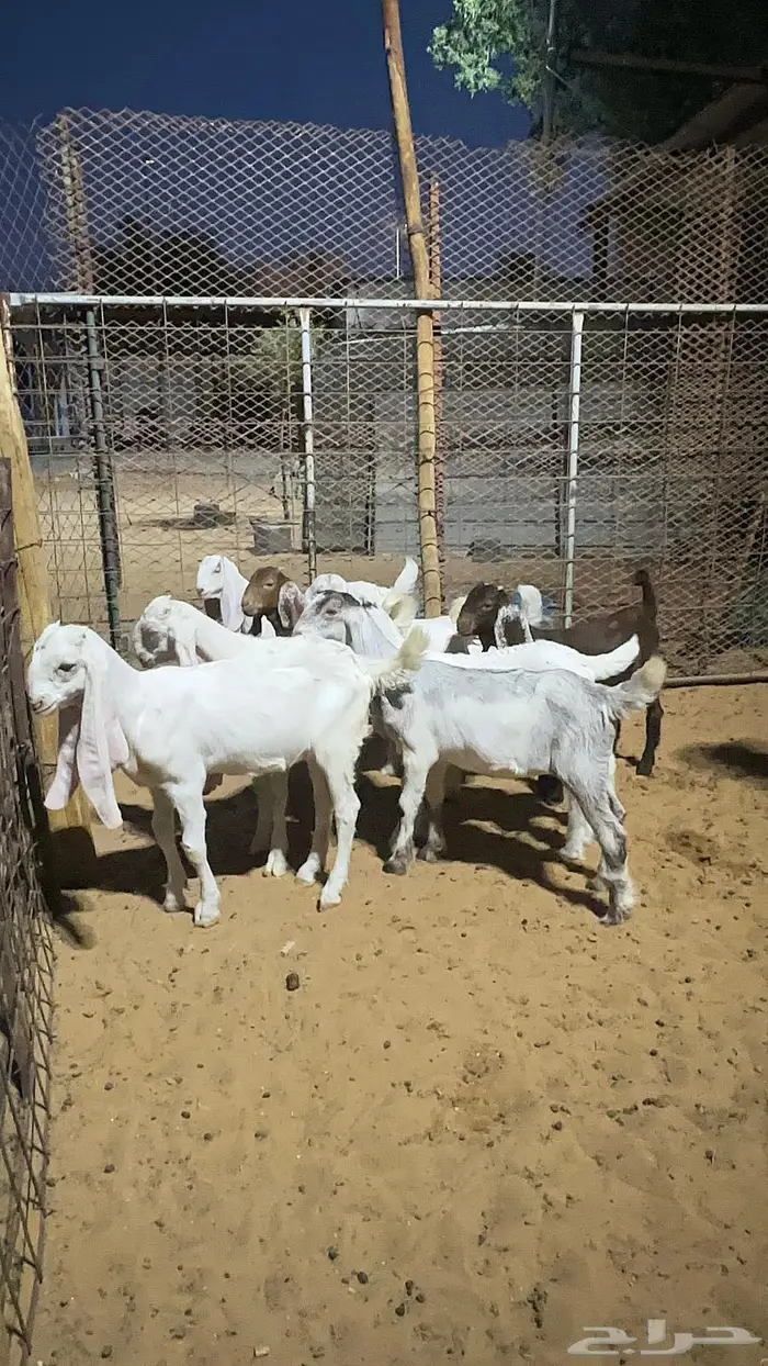 تيوس وجفار مندي للبيع 2