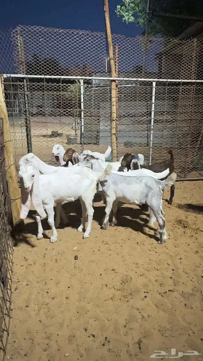 تيوس وجفار مندي للبيع 1