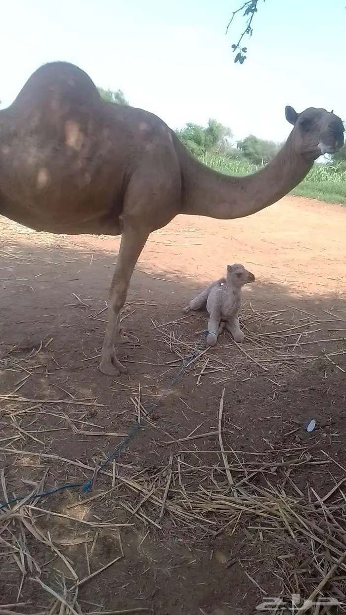 ناقه خلفه اركه 0