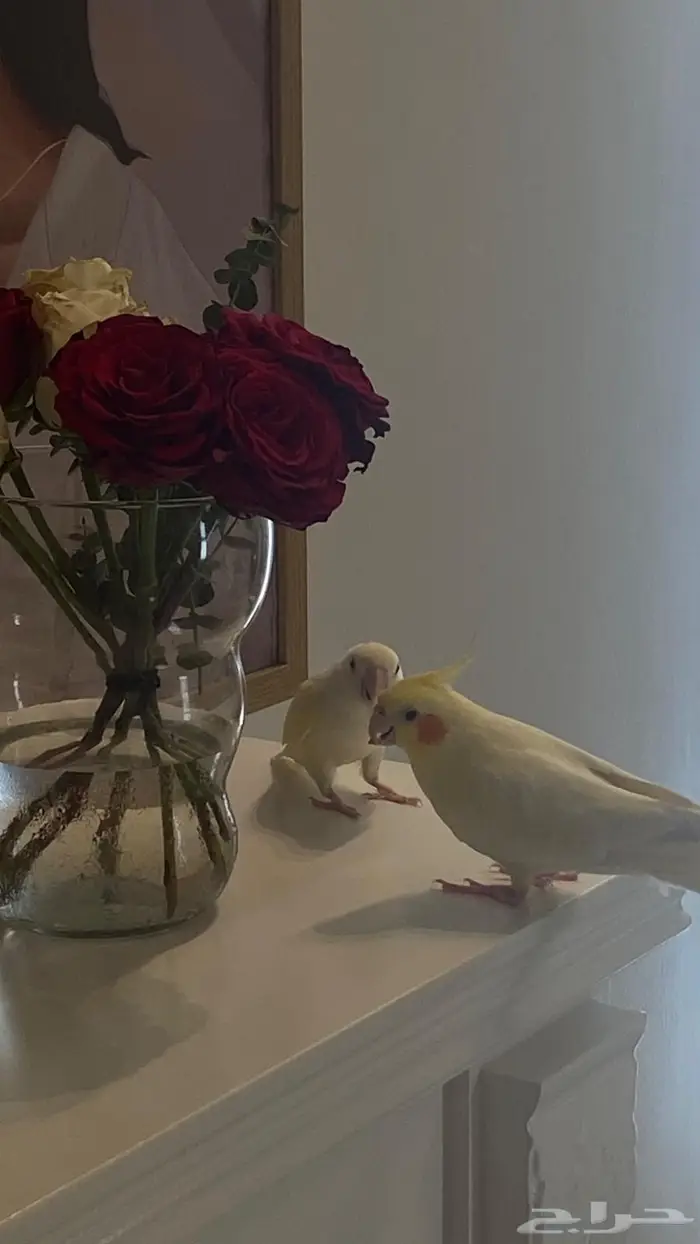 كروان اليف وروز اليف للبيع 0