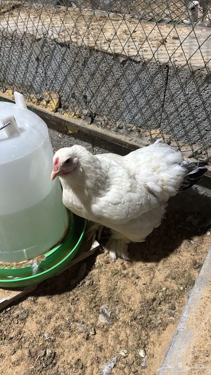 بيض براهما مخصب 3