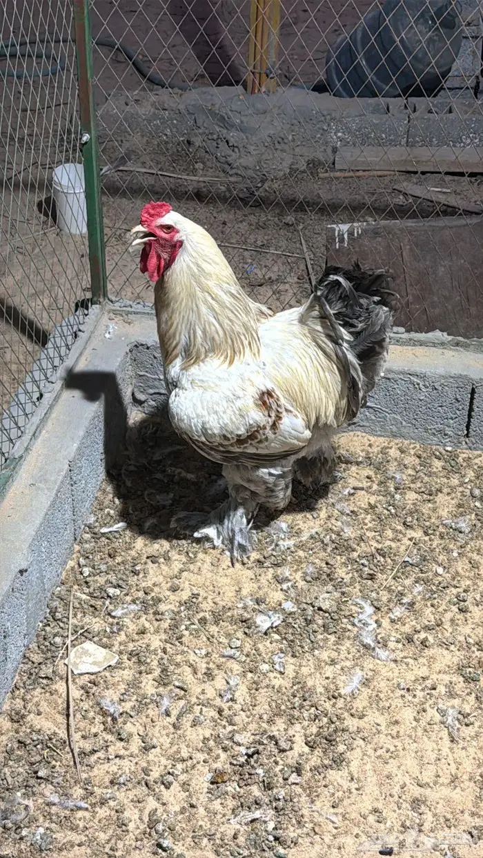 بيض براهما مخصب 1