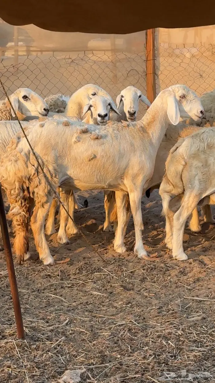 رخل سواكنيه ابوها حري وامها درمانيه صنف 0