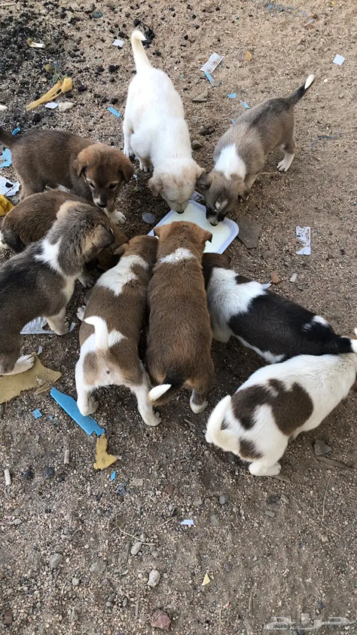 50 ريال كلاب صغيره لتربيه والحراسه 50 ريال 2