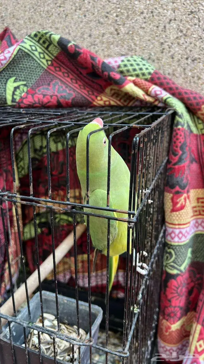 دره أنثى اليفه 3