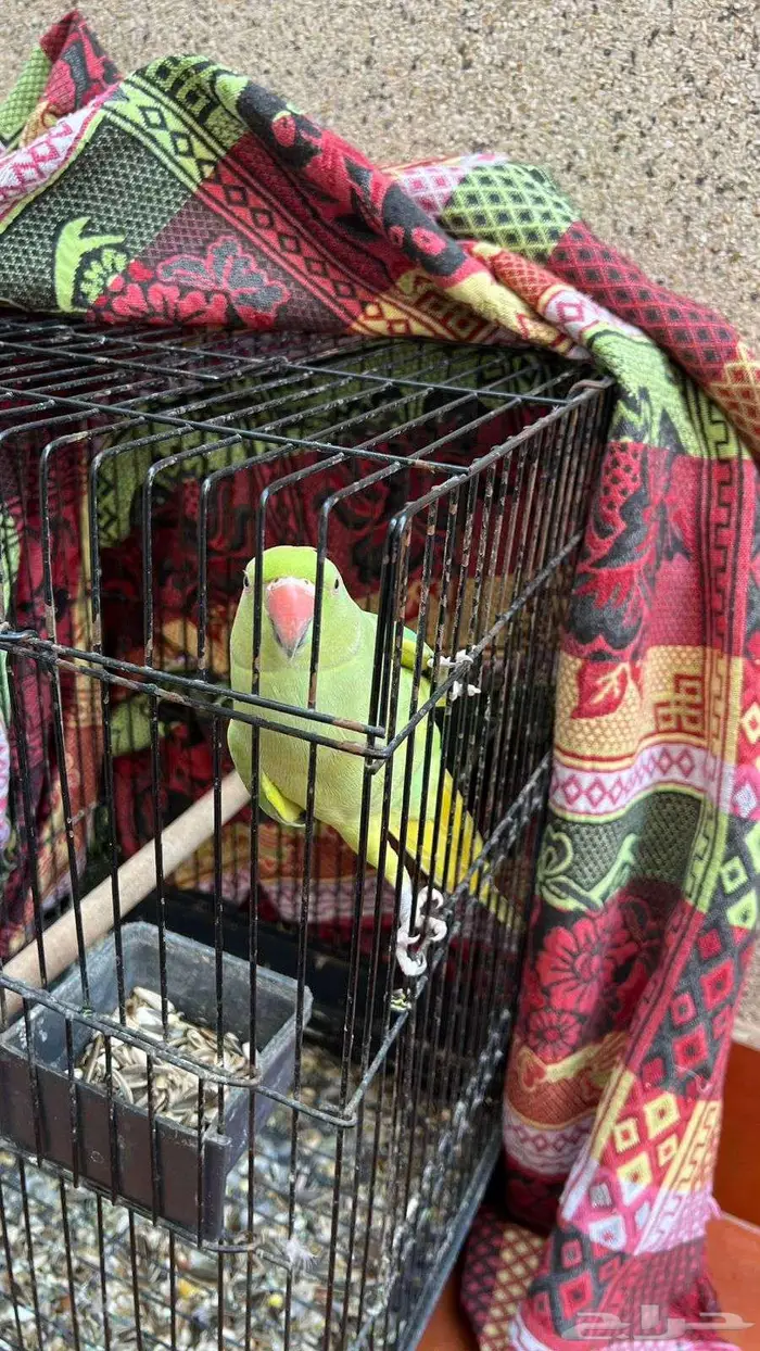 دره أنثى اليفه 1