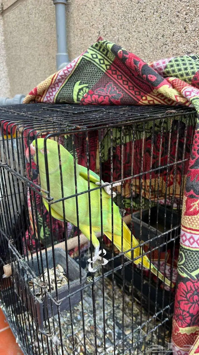 دره أنثى اليفه 2