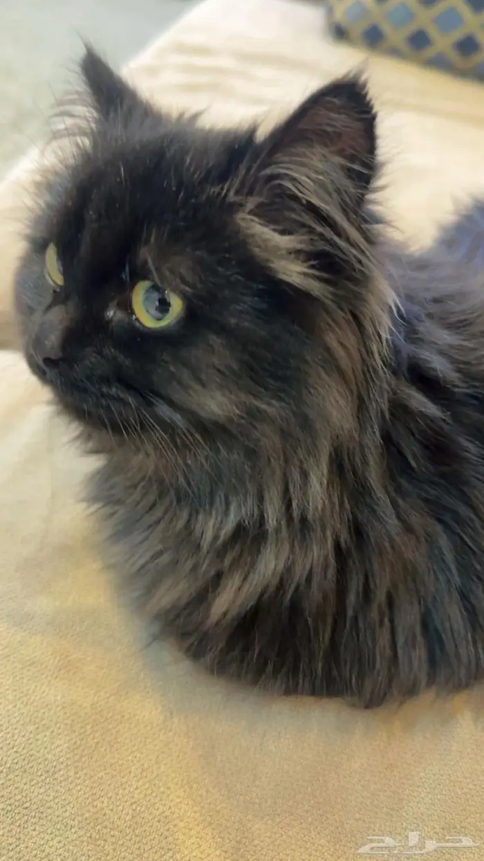 للبيع قطة عمرها صغير وتحب اللعب ومرحه ومناسبه للبيت 0