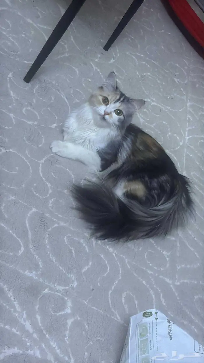 الرياض الدار البيضاءالرياض 1