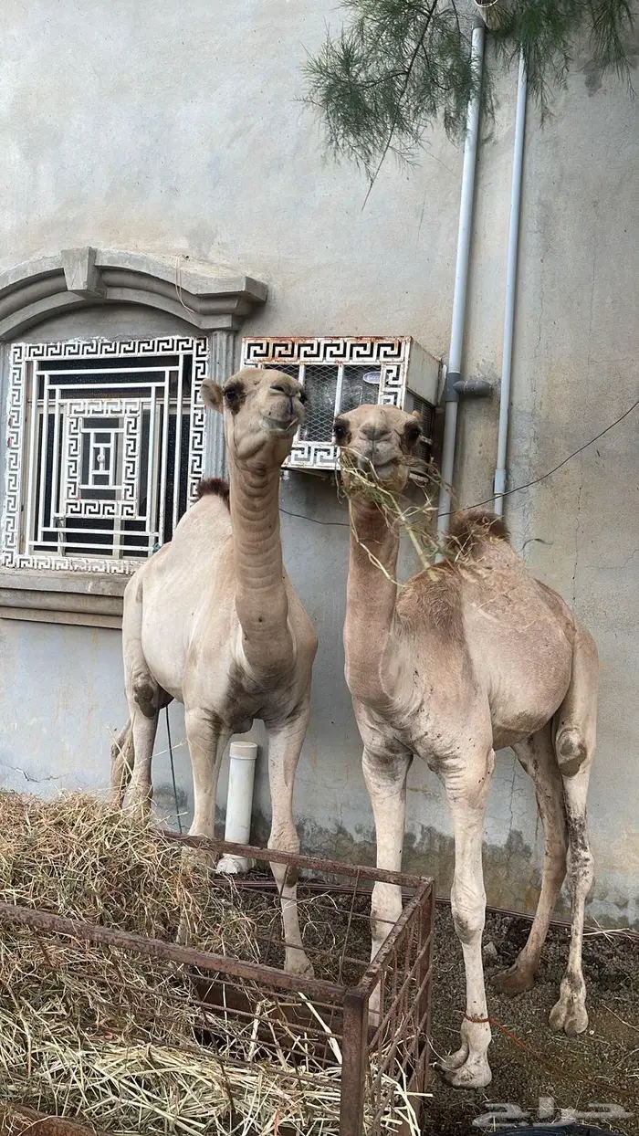 قعدان بلدي 4