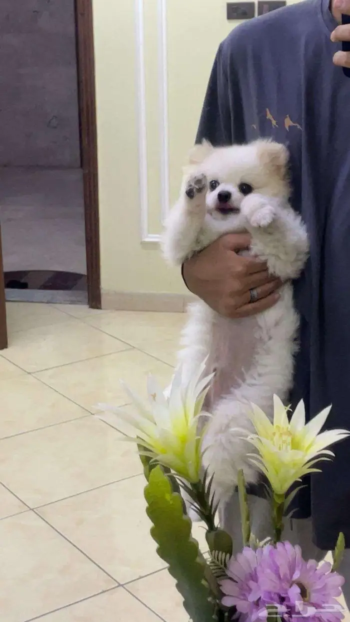 بوميرينيان ميني 0