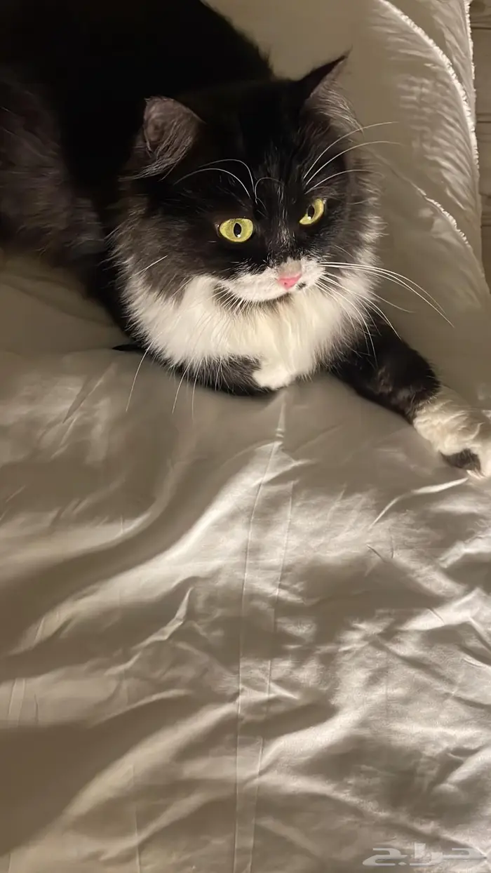 قطة للتبني مطعمة ومعقم 0