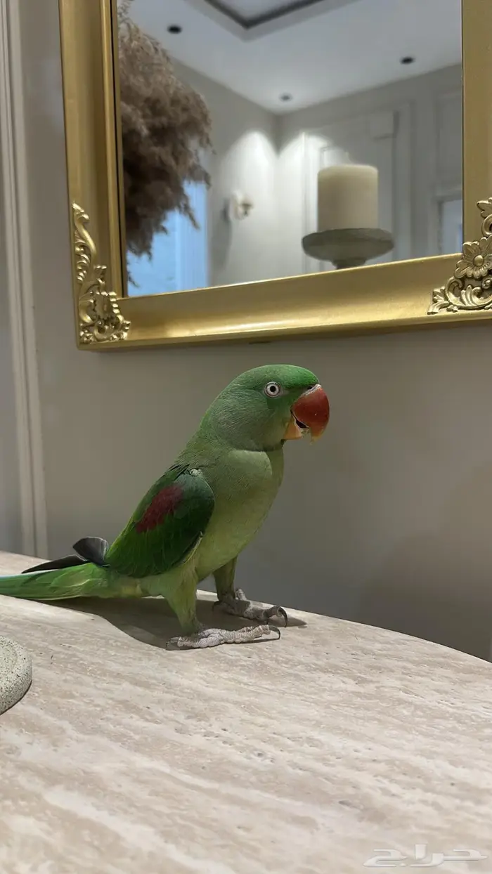 دره نيبالي 1