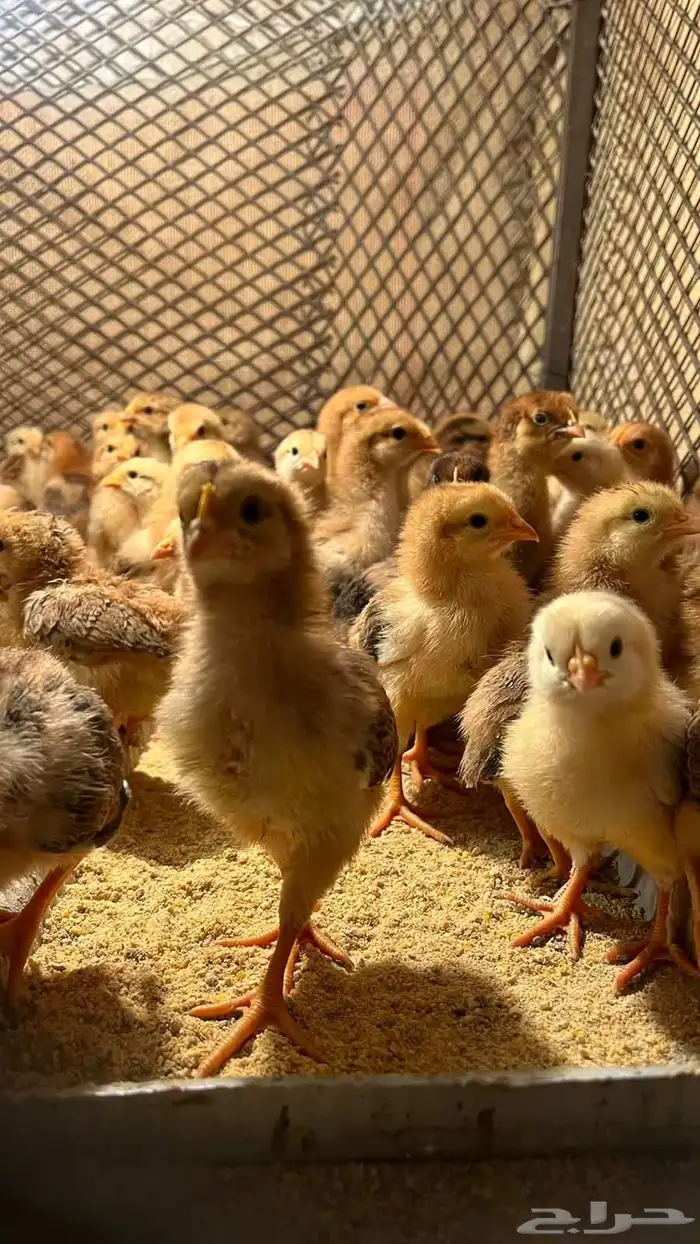 صوص فرنسي احمر 2